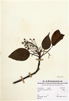 藏品(昆欄樹)的圖片